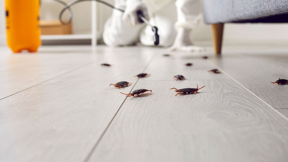 cockroaches