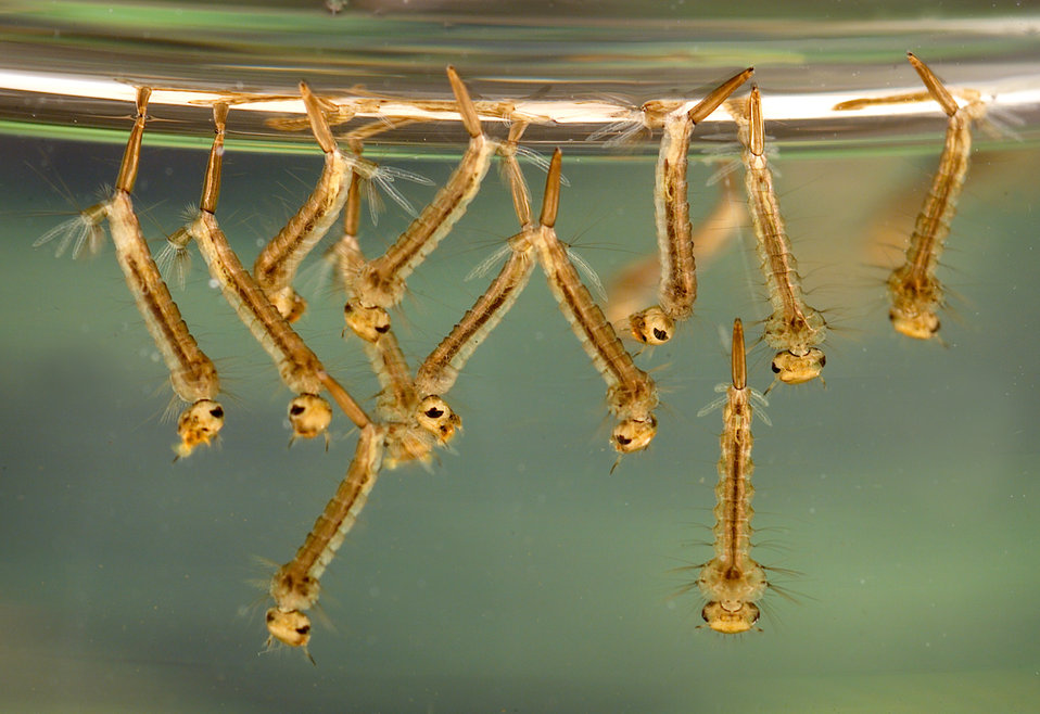 mosquito_larvae